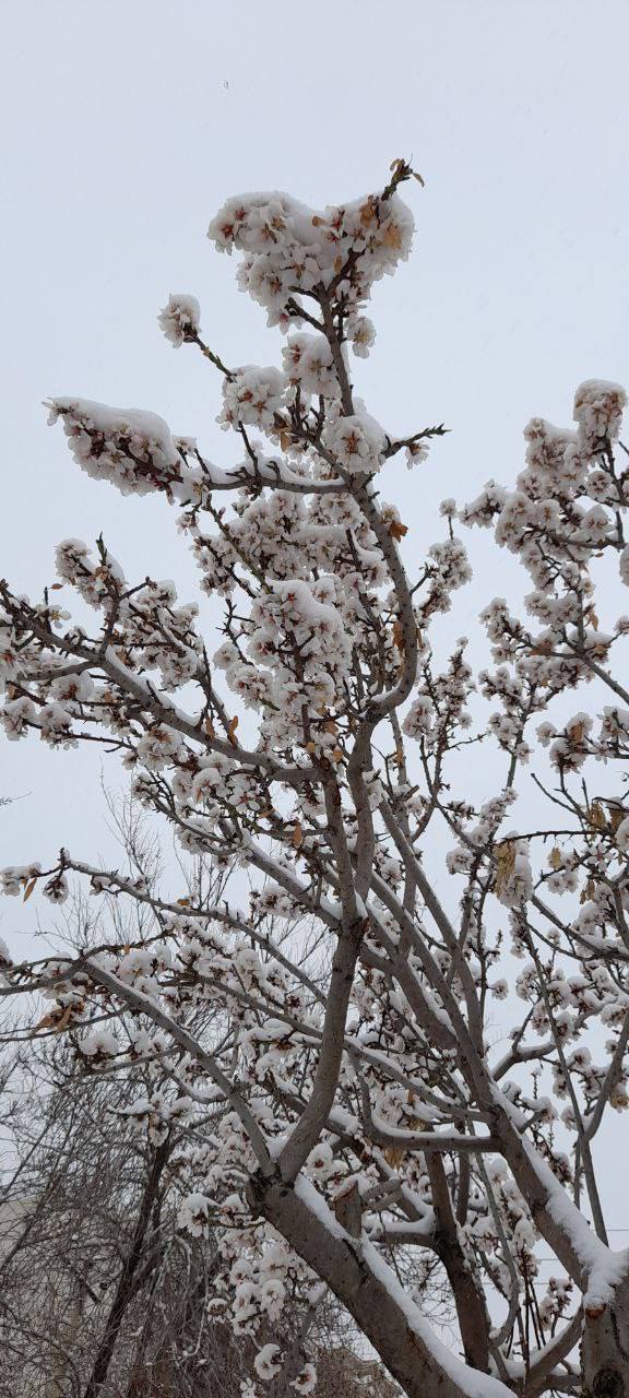 برف روی درخت شاهین شهر