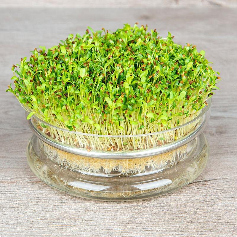 طرز تهیه سبزه خوب با متریال مختلف سبزه جو