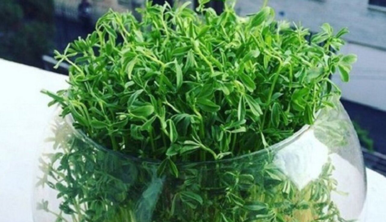 طرز تهیه سبزه خوب با متریال مختلف سبزه عدس