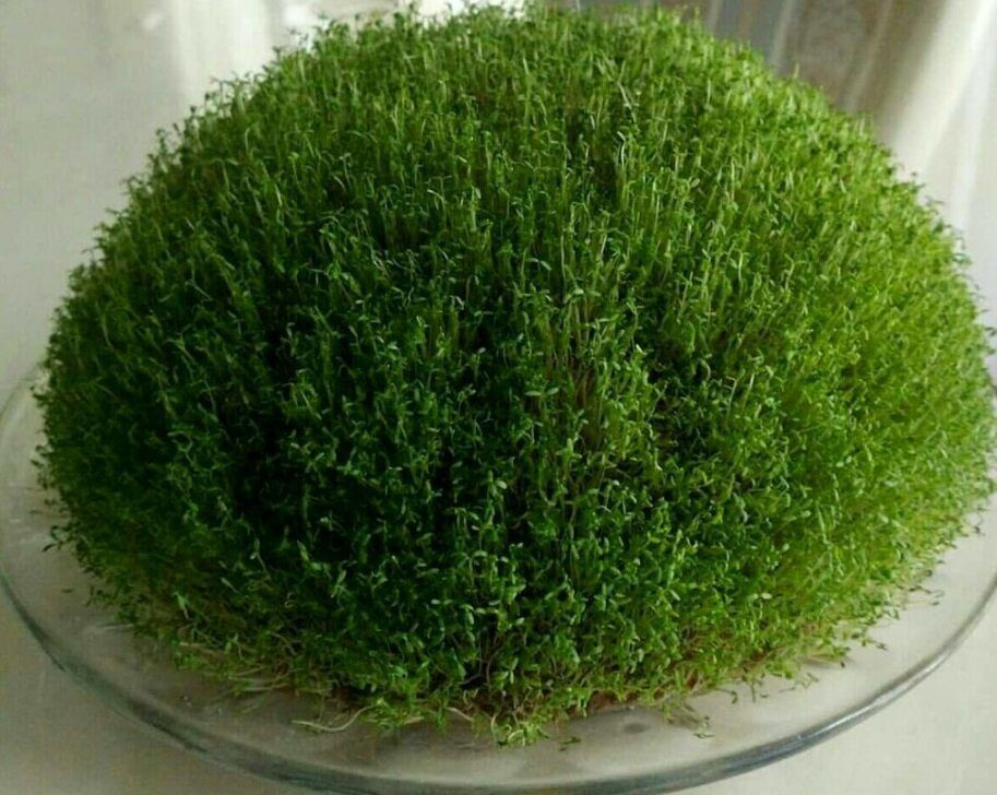 طرز تهیه سبزه خوب با متریال مختلف سبزه کنجد