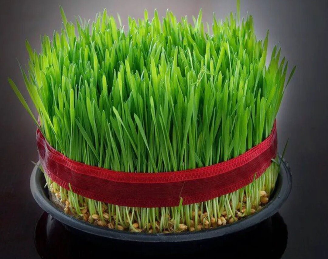 طرز تهیه سبزه خوب با متریال مختلف سبزه گندم