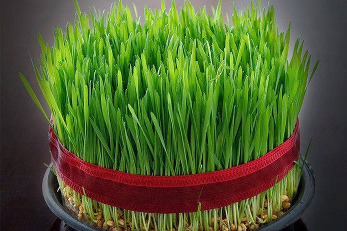 بهترین تزئین سفره هفت سین سبز کردن گندم برای عید نوروز