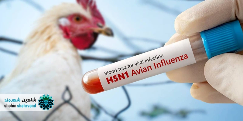 علت افزایش آنفلوآنزای پرندگان در اصفهان