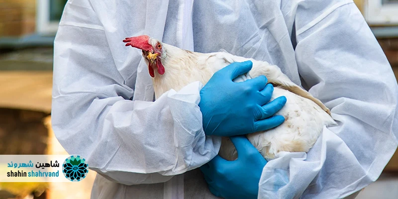علت افزایش آنفلوآنزای پرندگان در اصفهان؛ عوامل، مسیر انتقال و راهکارها عوامل تشدید شیوع