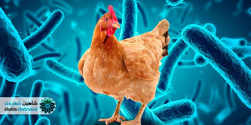علت افزایش آنفلوآنزای پرندگان در اصفهان؛ عوامل، مسیر انتقال و راهکارها مسیرهای احتمالی انتقال ویروس