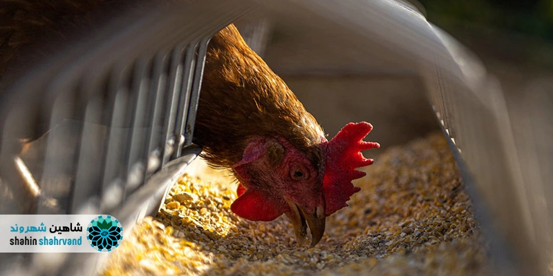 علت افزایش آنفلوآنزای پرندگان در اصفهان؛ عوامل، مسیر انتقال و راهکارها پیامدهای بهداشتی و اقتصادی انتشار ویروس
