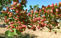 الگوی کشت در اراضی شاهین&zwnj;شهر