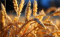 قیمت ۱۹۵۰۰ تومانی گندم منتظر ابلاغ وزیر جهاد