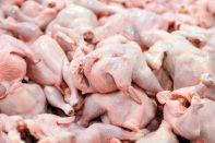 توزیع مرغ منجمددولتی ویژه تنظیم بازار