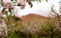 گردشگری و کشاورزی سمیرم موتور محرک سرمایه گذاری و توسعه